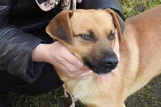 Rudy Robcio marzy o kochającym domku na całe życie