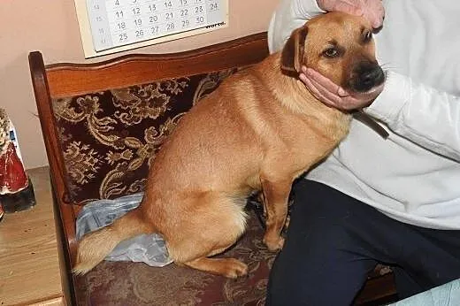 Rudy Robcio marzy o kochającym domku na całe życie
