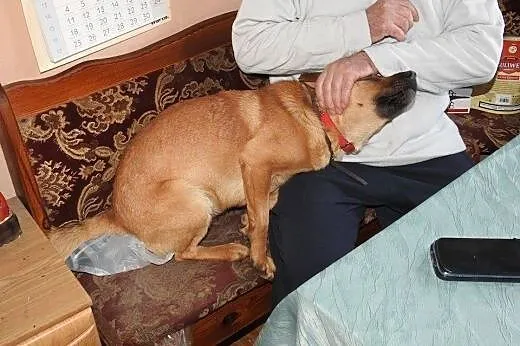 Rudy Robcio marzy o kochającym domku na całe życie