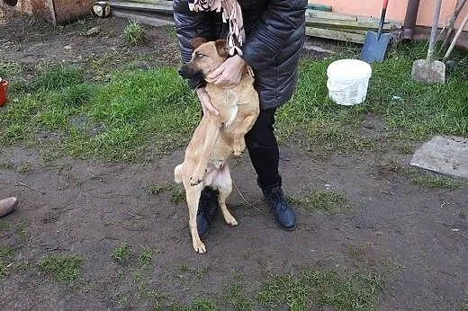Rudy Robcio marzy o kochającym domku na całe życie