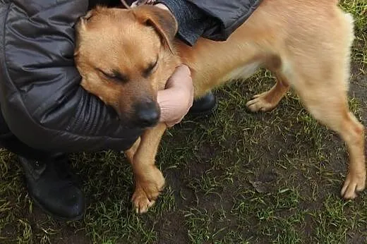 Rudy Robcio marzy o kochającym domku na całe życie
