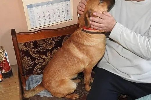 Rudy Robcio marzy o kochającym domku na całe życie