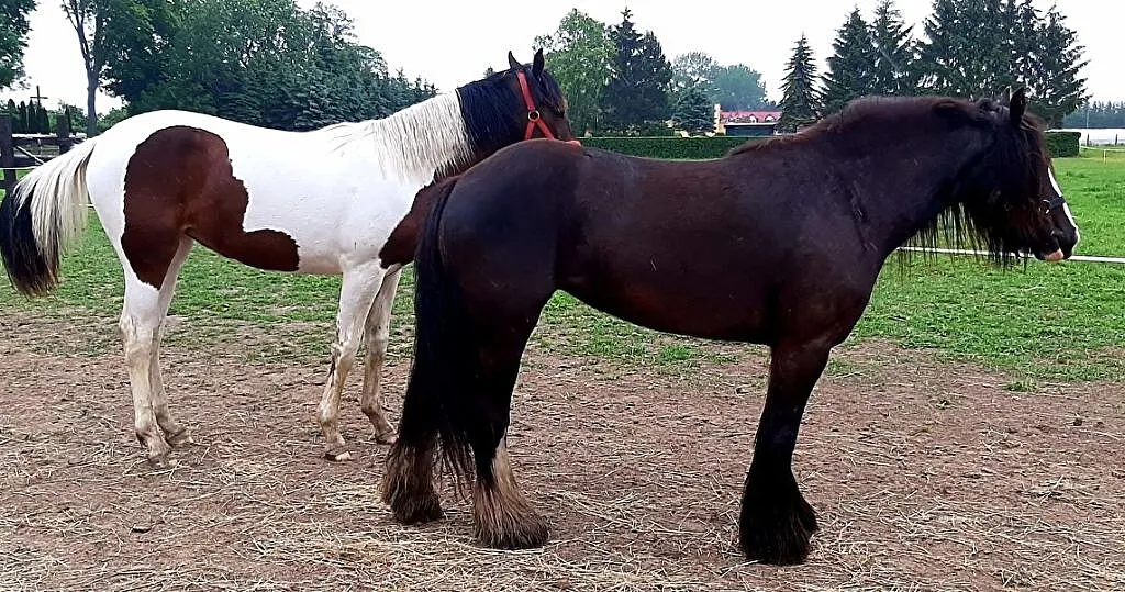 SPRZEDAM Klacz Tinker., ,