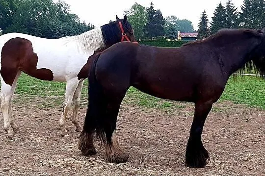 SPRZEDAM Klacz Tinker., , 