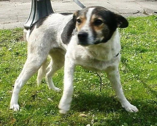 Oskar przyjacielski psiak - mix foxterrierka , m