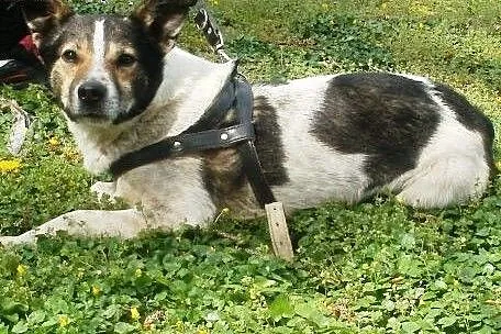 Oskar przyjacielski psiak -  mix foxterrierka ,  m
