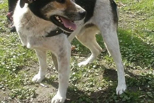 Oskar przyjacielski psiak -  mix foxterrierka ,  m