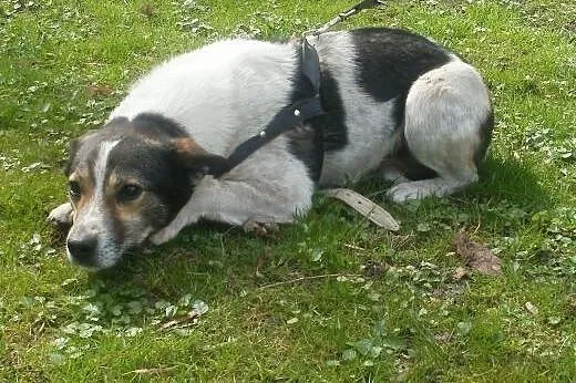 Oskar przyjacielski psiak -  mix foxterrierka ,  m