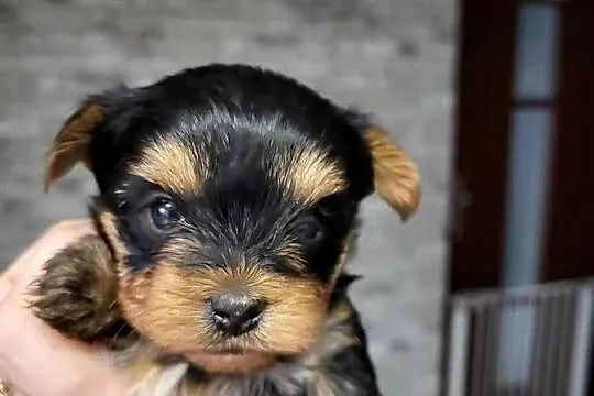 York piesek, Mazowieckie, Radom