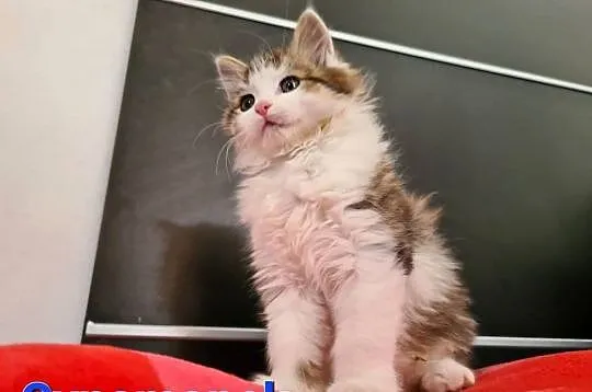 Maine Coon