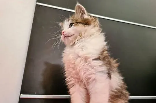Maine Coon, Świętokrzyskie, Drygulec