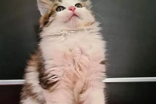 Maine Coon, Świętokrzyskie, Drygulec
