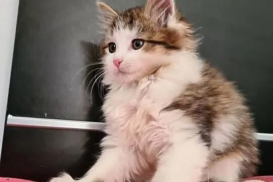 Maine Coon, Świętokrzyskie, Drygulec