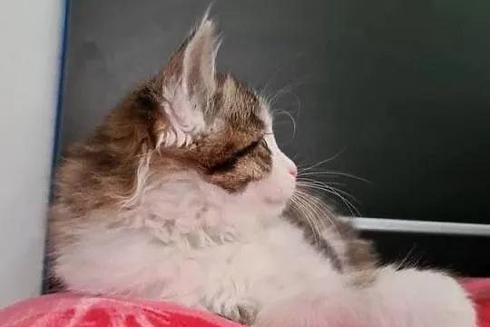 Maine Coon, Świętokrzyskie, Drygulec