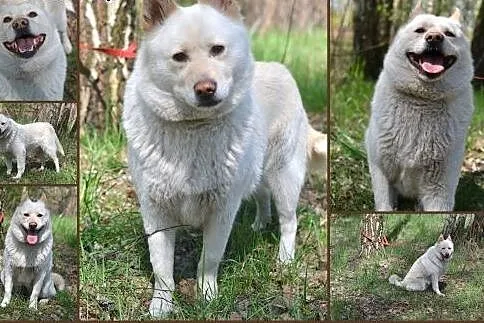Elsa czeka na dom,  śląskie Gliwice
