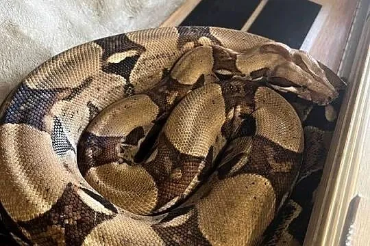 Boa Dusiciel + terrarium (Boa Constrictor Imperator)