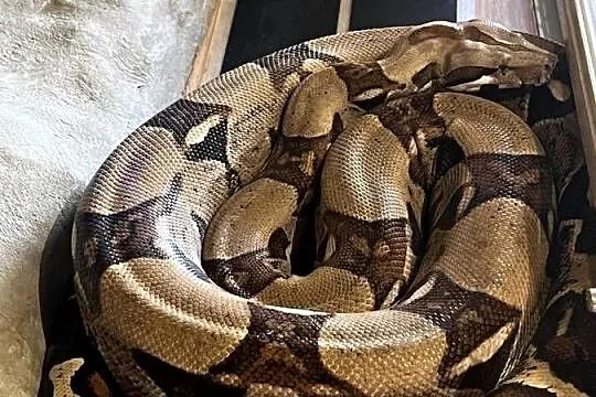 Boa Dusiciel + terrarium (Boa Constrictor Imperator), Wielkopolskie, Dobrów
