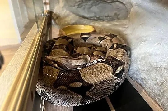 Boa Dusiciel + terrarium (Boa Constrictor Imperator), Wielkopolskie, Dobrów