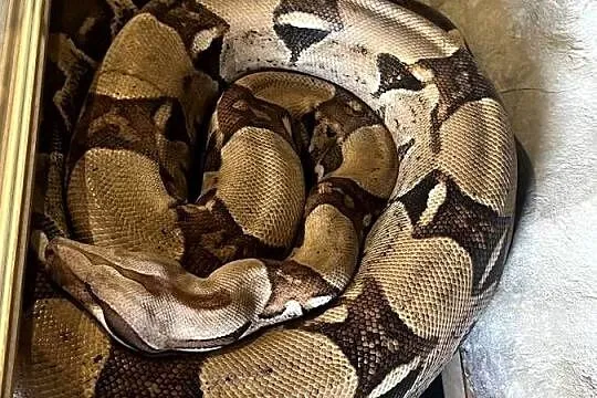 Boa Dusiciel + terrarium (Boa Constrictor Imperator), Wielkopolskie, Dobrów
