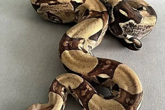 Boa Dusiciel + terrarium (Boa Constrictor Imperator), Wielkopolskie, Dobrów