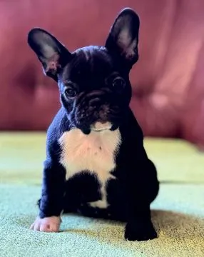 Buldog francuski najwyższej jakości szczenięta - Hodowla, , /