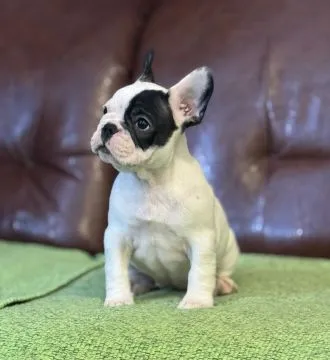Buldog francuski najwyższej jakości szczenięta - Hodowla, , /