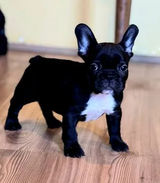 Buldog francuski najwyższej jakości szczenięta - Hodowla, , /