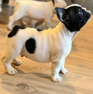 Buldog francuski najwyższej jakości szczenięta - Hodowla, , /