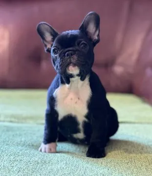 Buldog francuski najwyższej jakości szczenięta - Hodowla, , /