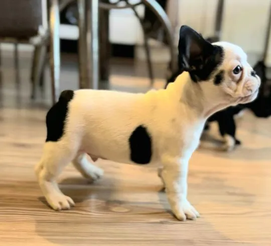 Buldog francuski najwyższej jakości szczenięta - Hodowla, , /