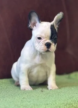 Buldog francuski najwyższej jakości szczenięta - Hodowla, , /