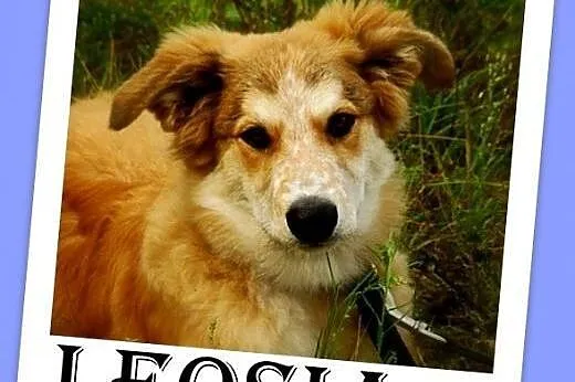 9 mies. suczka średnia,wesoła,towarzyska,łagodna LEOSIA.Adopcja,  śląskie Katowice