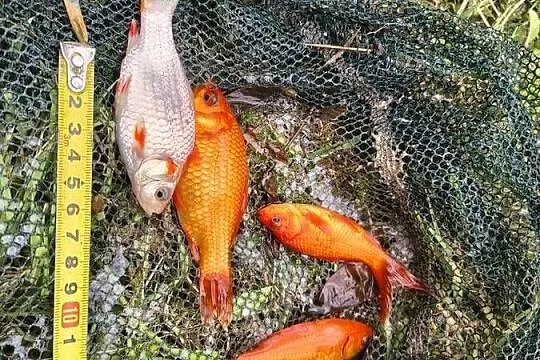 Karaś koi ozdobny złota rybka, Lubelskie, Włodawa