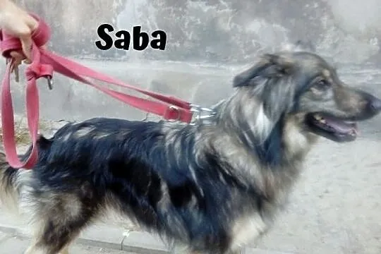 {Do adopcji}: SABA - wielbicielka dzieci i innych psów!, Łódzkie, Łódź