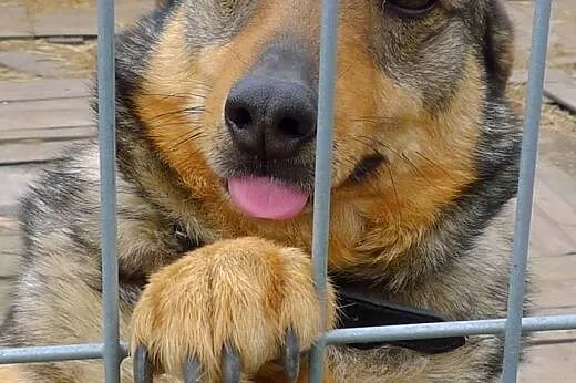 Fil - wspaniale, przyjazne serduszko! daj mu domek