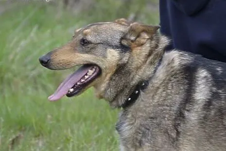 Fil - wspaniale, przyjazne serduszko! daj mu domek