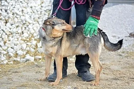 Fil - wspaniale, przyjazne serduszko! daj mu domek