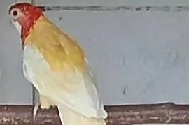 Rozelle białolice lutino