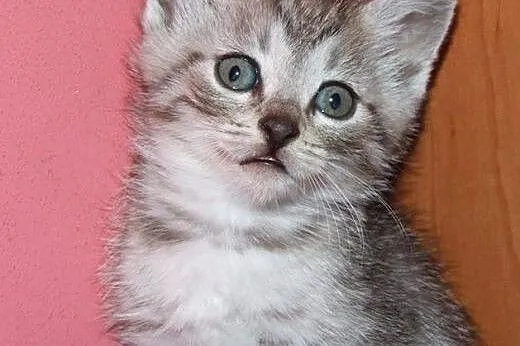 Malutkie kotki srebrne i biało-srebrne,adopcje!!, 