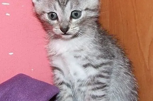 Malutkie kotki srebrne i biało-srebrne,adopcje!!, 