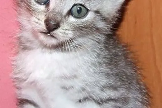 Malutkie kotki srebrne i biało-srebrne,adopcje!!, 