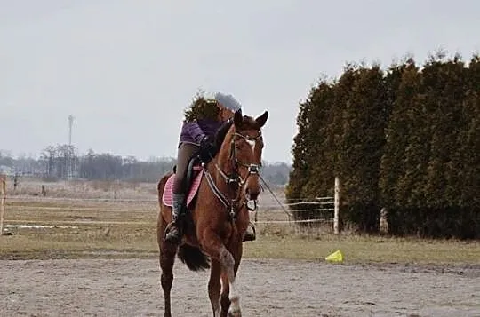 Klacz xx Guarda, , 