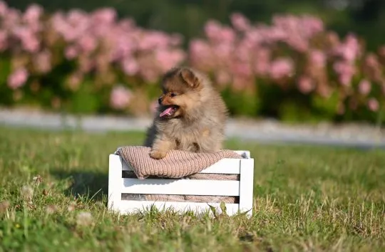 Szpic miniaturowy / pomeranian / boo / samiec  orange / FCI