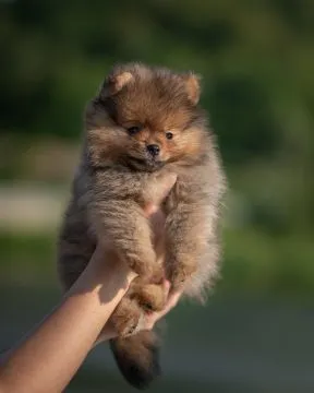 Szpic miniaturowy / pomeranian / boo / samiec  orange / FCI, , Kraków