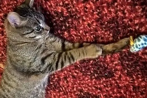 Kajtuś kto pokocha takiego cudnego kocurka i da mu