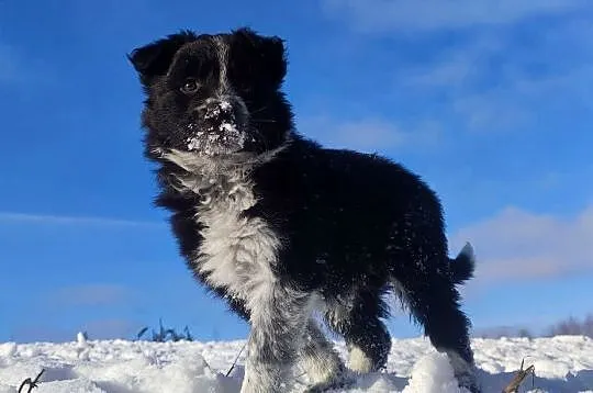 Piękna Suczka Border Collie - Szczeniak z hodowli z pełną dok., Podkarpackie, Iwonicz