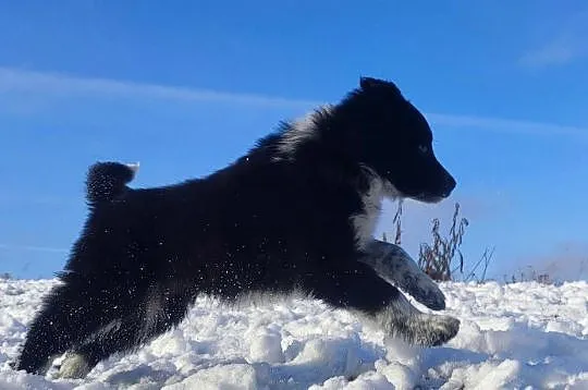 Piękna Suczka Border Collie - Szczeniak z hodowli z pełną dok., Podkarpackie, Iwonicz