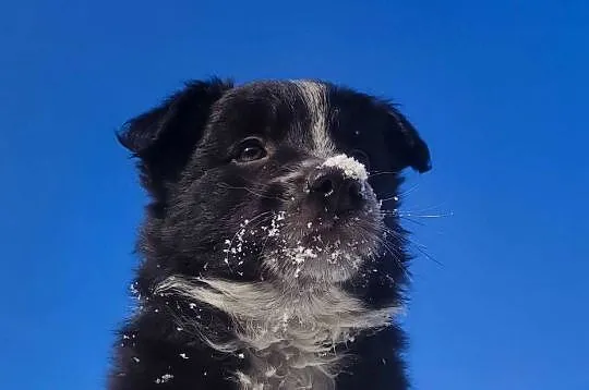 Piękna Suczka Border Collie - Szczeniak z hodowli z pełną dok., Podkarpackie, Iwonicz