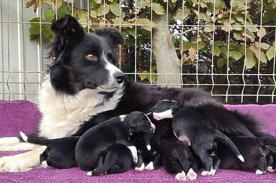 Piękna Suczka Border Collie - Szczeniak z hodowli z pełną dok., Podkarpackie, Iwonicz