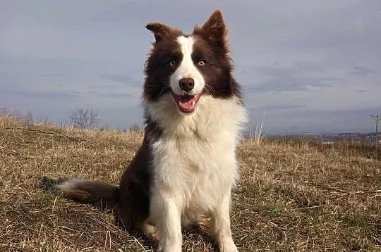 Piękna Suczka Border Collie - Szczeniak z hodowli z pełną dok., Podkarpackie, Iwonicz